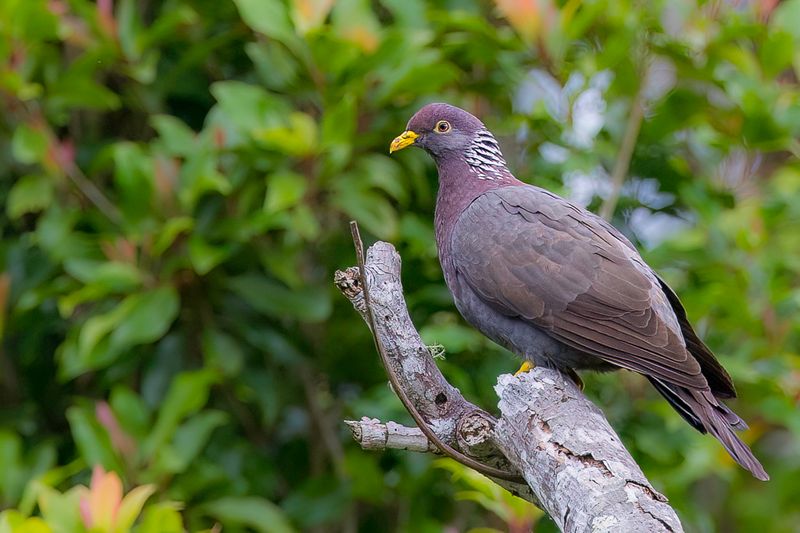 Comoro Olive Pigeon - Comorenolijfduif - Pigeon des Comores