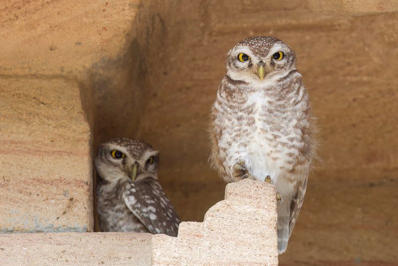 Spotted Owlet - Brahmaanse Steenuil - Chevche brame
