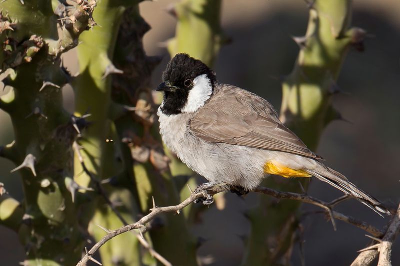 White-eared Bulbul - Witoorbuulbuul - Bulbul  oreillons blancs