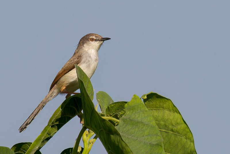 Grey-breasted Prinia - Grijsborstprinia - Prinia de Hodgson
