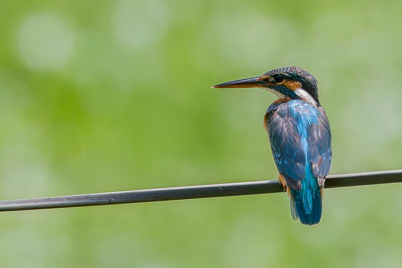 Common Kingfisher - IJsvogel - Martin-pcheur dEurope (f)