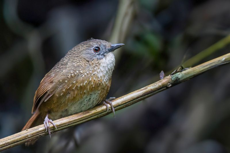 Naga Wren-Babbler - Langstaartsluiptimalia - Timalie chocolat