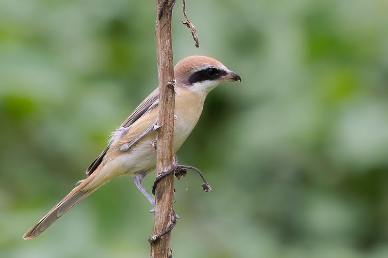 Brown Shrike - Bruine Klauwier - Pie-griche brune