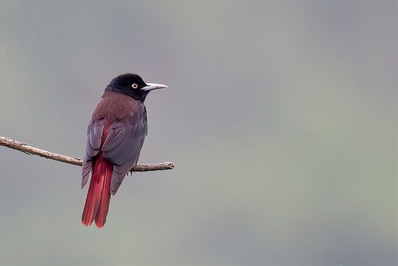 Maroon Oriole - Indische Bloedwielewaal - Loriot pourpr (m)