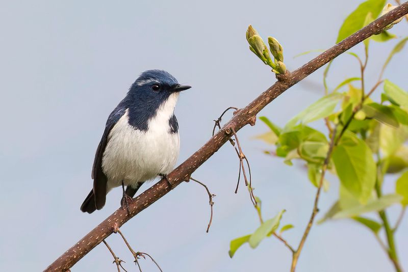 Ultramarine Flycatcher - Witkeelvliegenvanger - Gobemouche ultramarin (m)
