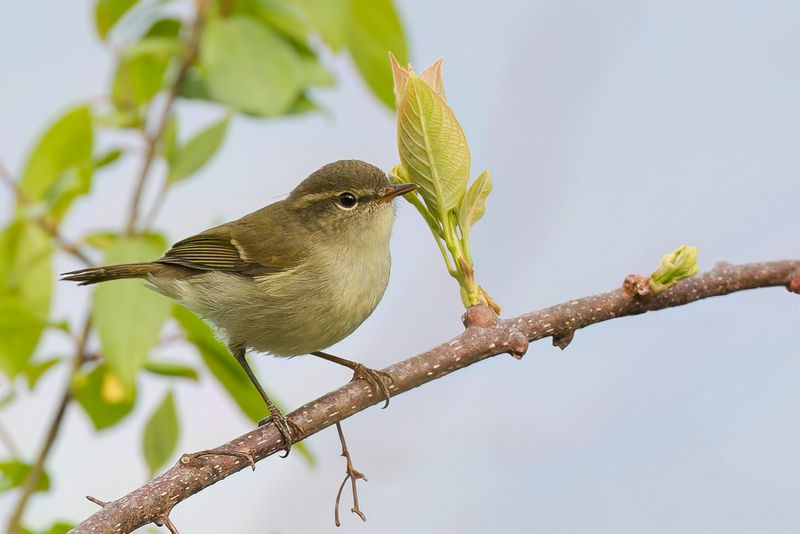Greenish Warbler - Grauwe Fitis - Pouillot verdtre