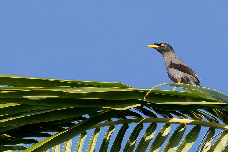 Javan Myna - Javaanse Maina - Martin de Java