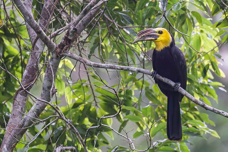 Sulawesi Hornbill - Temmincks Neushoornvogel - Calao des Clbes (m)