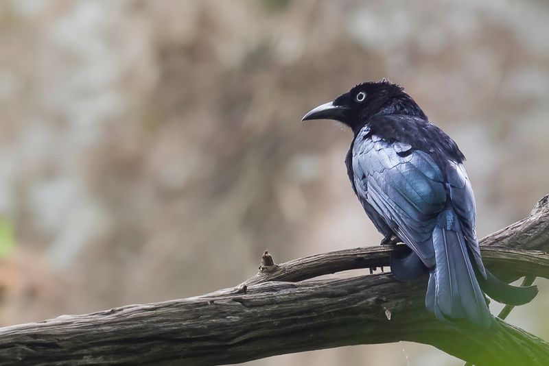 Hair-crested Drongo - Haarkuifdrongo - Drongo  crinire