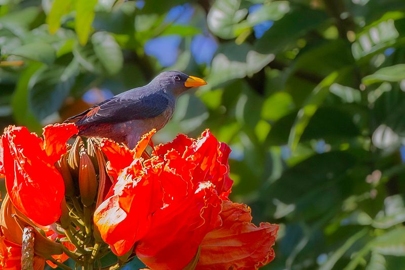 Grosbeak Starling - Roodstuitspreeuw - Scissirostre des Clbes