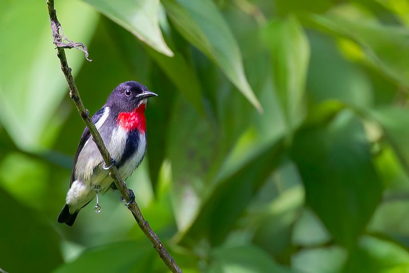 Grey-sided Flowerpecker - Zwartflankhoningvogel - Dice des Clbes
