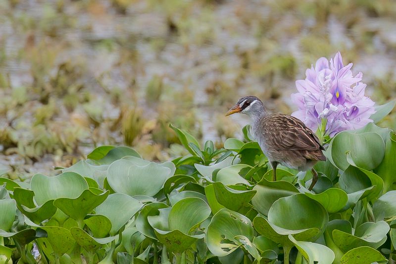 White-browed Crake - Wenkbrauwral - Rle cendr