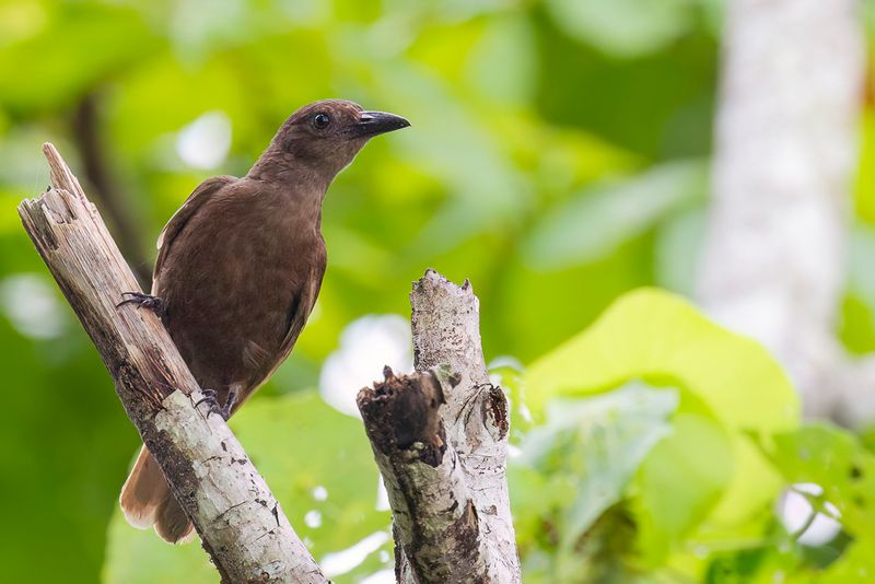 Dusky-brown Oriole - Halmaherawielewaal - Loriot dHalmahera