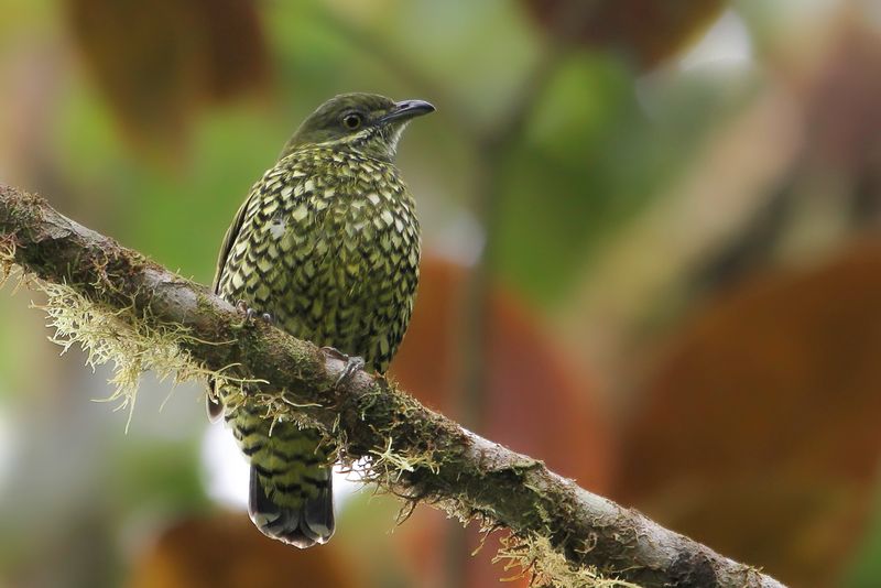 Birds of Ecuador 2012