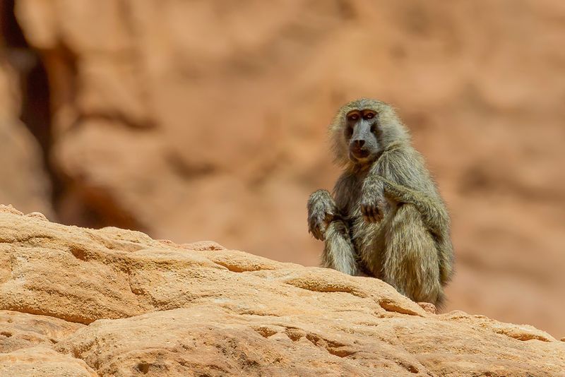 Olive baboon