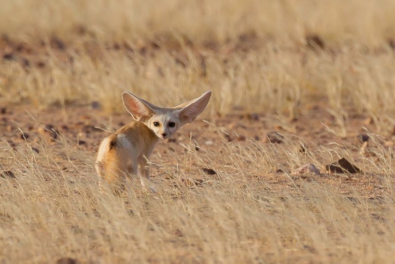 Fennec fox
