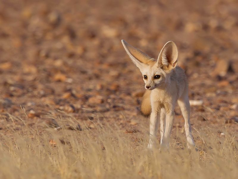 Fennec fox