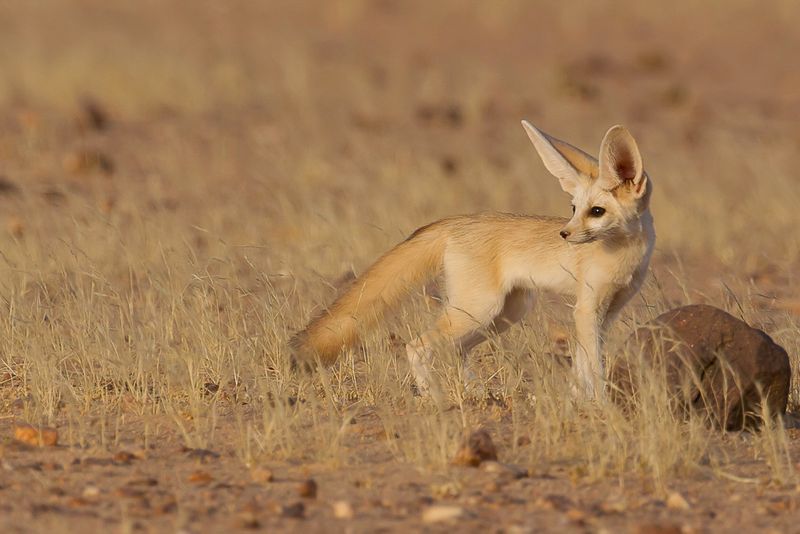 Fennec fox