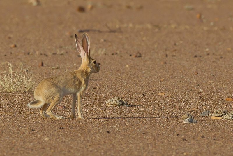 Cape hare