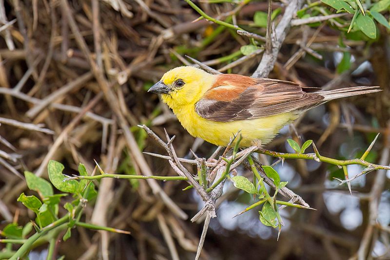 Sudan Golden Sparrow - Bruinruggoudmus - Moineau dor (m)