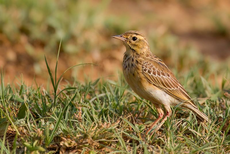 African Pipit -  Kaneelpieper - Pipit africain