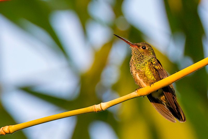 Glittering-throated Emerald - Franje-amazilia - Ariane de Linn