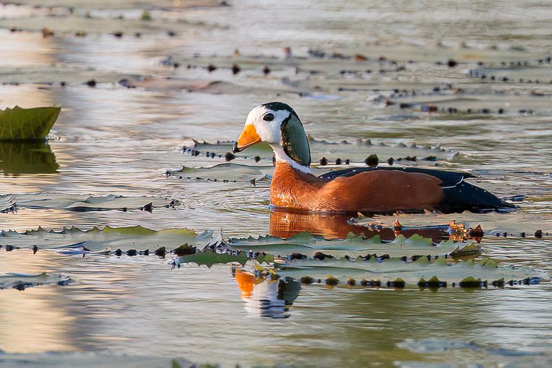 African Pygmy Goose - Afrikaanse Dwergeend - Anserelle naine (m)