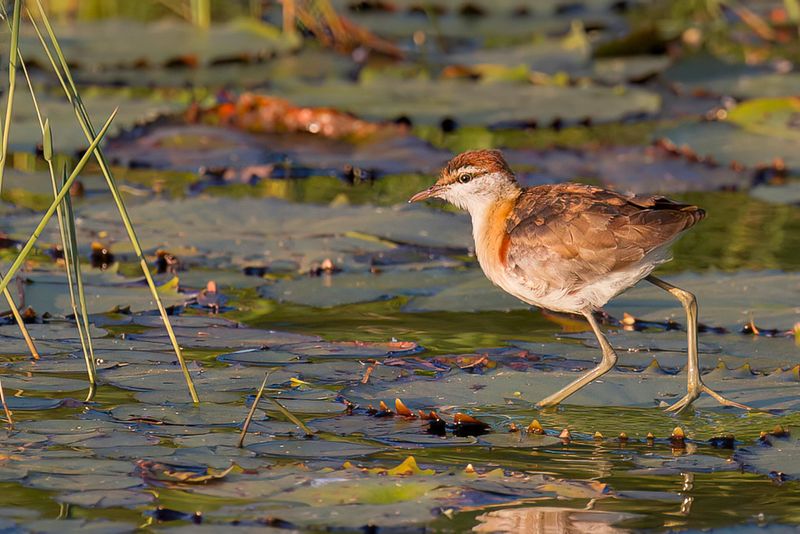 Lesser Jacana - Dwergjacana - Jacana nain