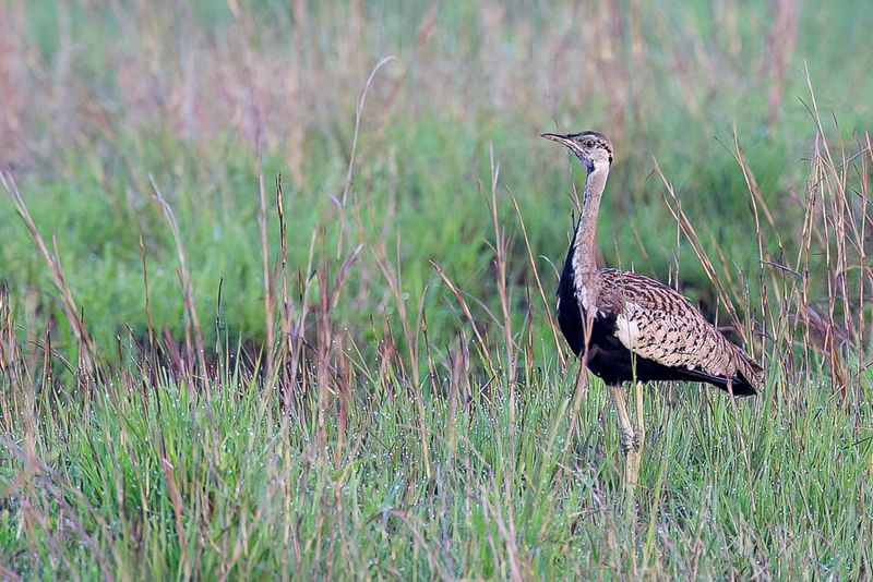 Black-bellied Bustard - Zwartbuiktrap - Outarde  ventre noir