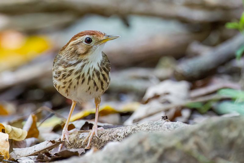 Puff-throated Babbler - Gevlekte Jungletimalia - Akalat  poitrine tachete