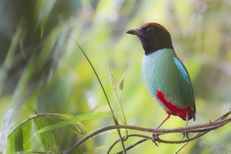 Western Hooded Pitta - Kappitta - Brve  capuchon