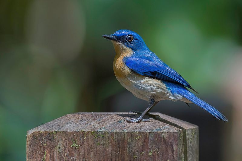 Malaysian Blue Flycatcher - Maleise Niltava - Gobemouche malais (f)