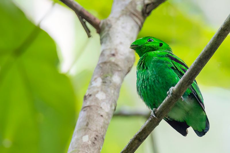 Green Broadbill - Kleine Smaragdbreedbek - Eurylaime vert (m)