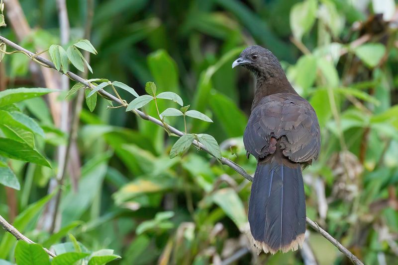 Grey-headed Chachalaca - Grijskopchachalaca - Ortalide  tte grise
