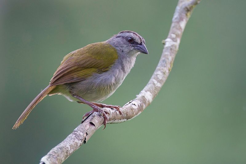 Black-striped Sparrow - Panamagors - Tohi lign