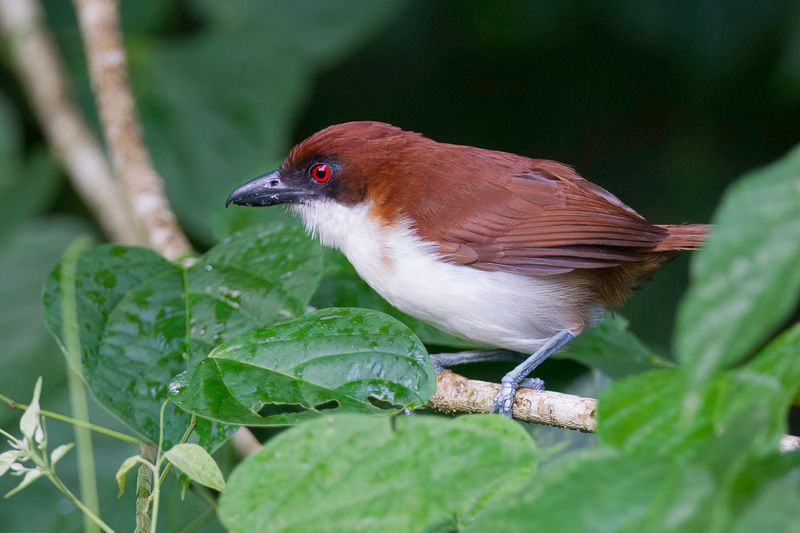 Great Antshrike - Grote Mierklauwier - Grand Batara (f)