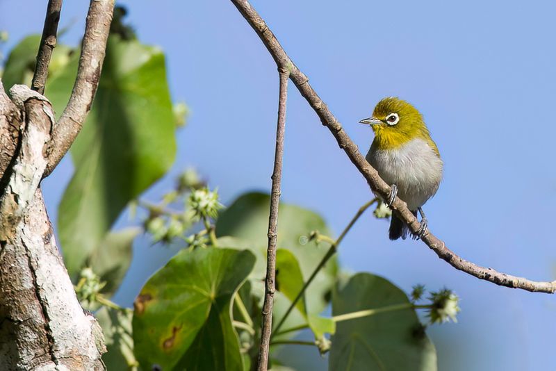 Ashy-bellied White-eye - Citroenbrilvogel - Zostrops ple