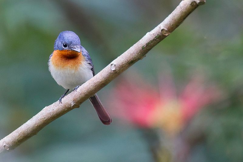 Broad-billed Flycatcher - Kaneelborstmonarch - Monarque  bec large