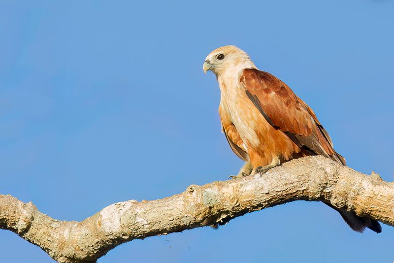 Brahminy Kite - Brahmaanse Wouw - Milan sacr (imm)