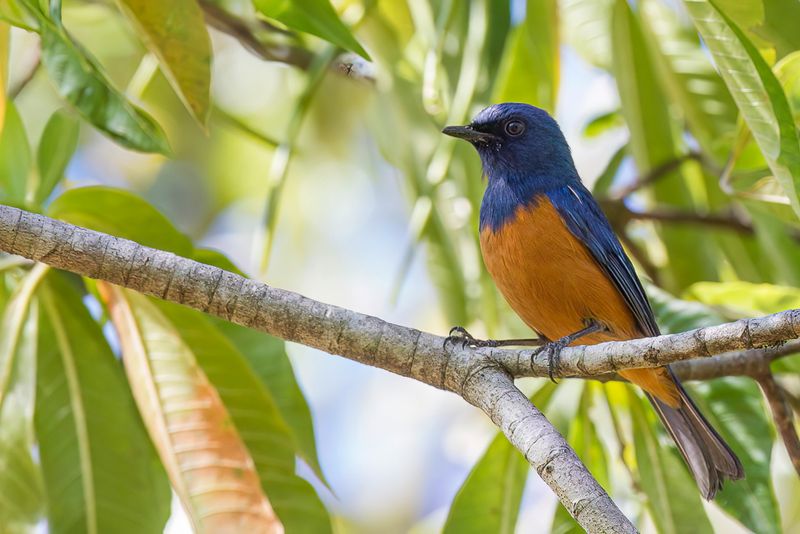 Timor Blue Flycatcher - Hyacintniltava - Gobemouche hyacinthe (m)