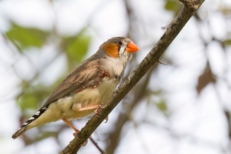 Zebra Finch - Zebravink - Diamant mandarin (m)