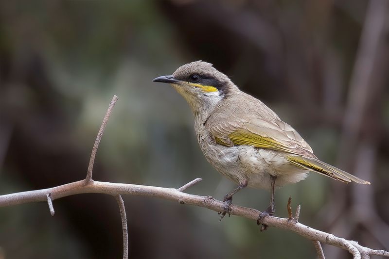 Singing Honeyeater - Fluithoningeter - Mliphage chanteur