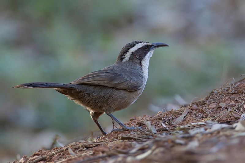White-browed Babbler - Witbrauwbabbelaar - Pomatostome brid
