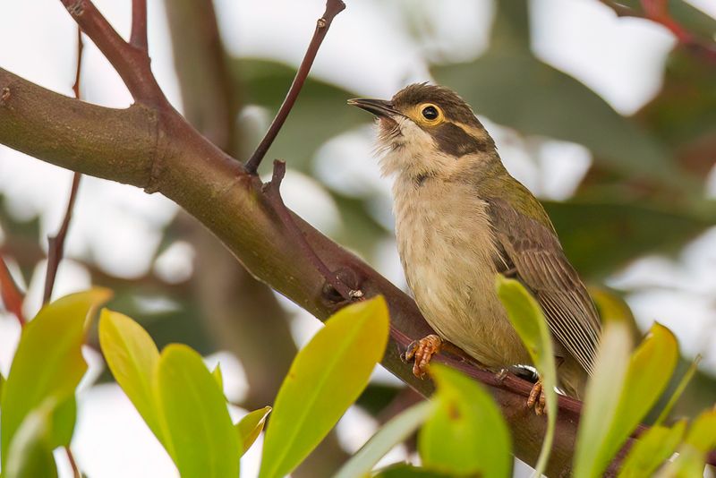 Brown-headed Honeyeater - Bruine Diadeemhoningeter - Mliphage  tte brune