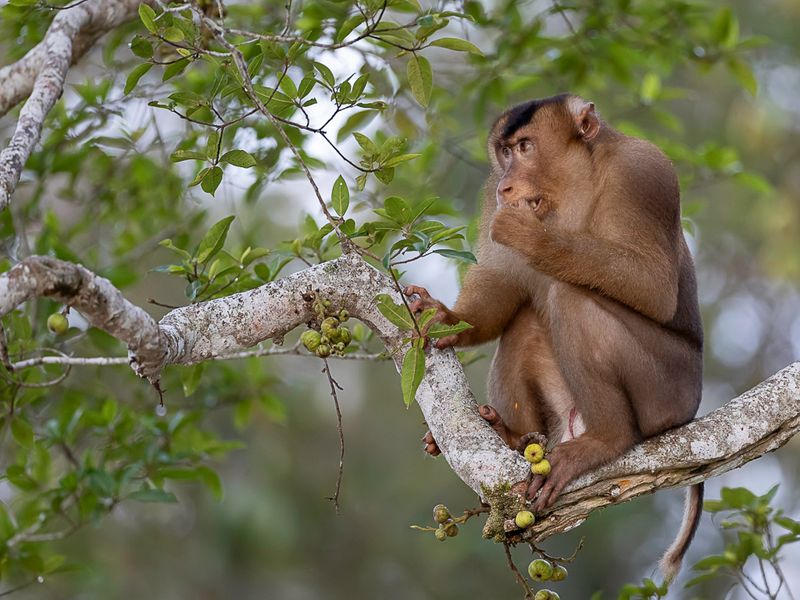 Southern pig-tailed macaque