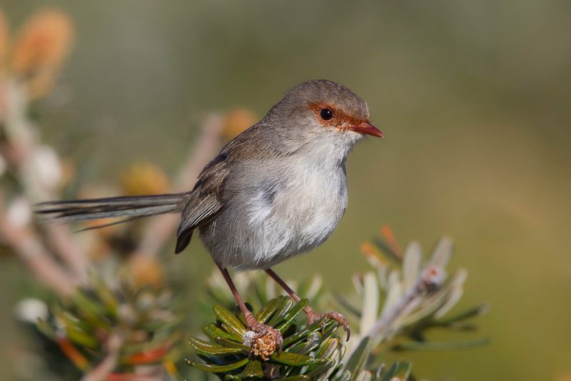 Superb Fairywren - Ornaatelfje - Mrion superbe (f)