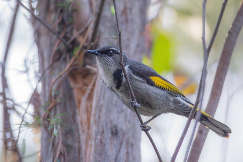 Crescent Honeyeater - Goudvleugelhoningeter - Mliphage  croissants