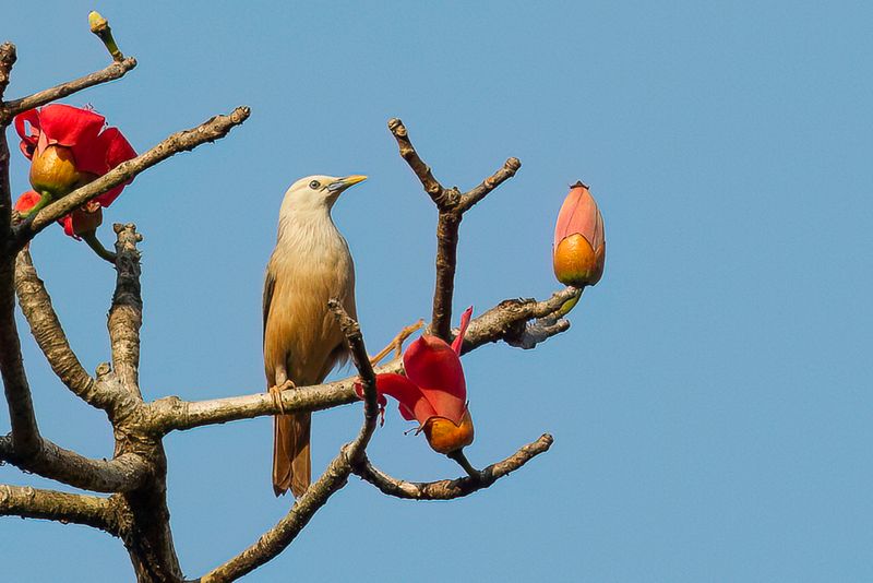 Chestnut-tailed Starling - Grijskopspreeuw - tourneau  tte grise