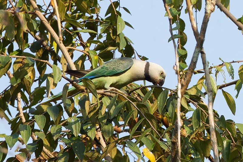 Blue-winged Parakeet - Malabarparkiet - Perruche de Malabar