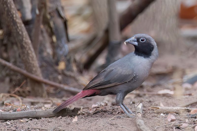 Birds of Burkina Faso 2018